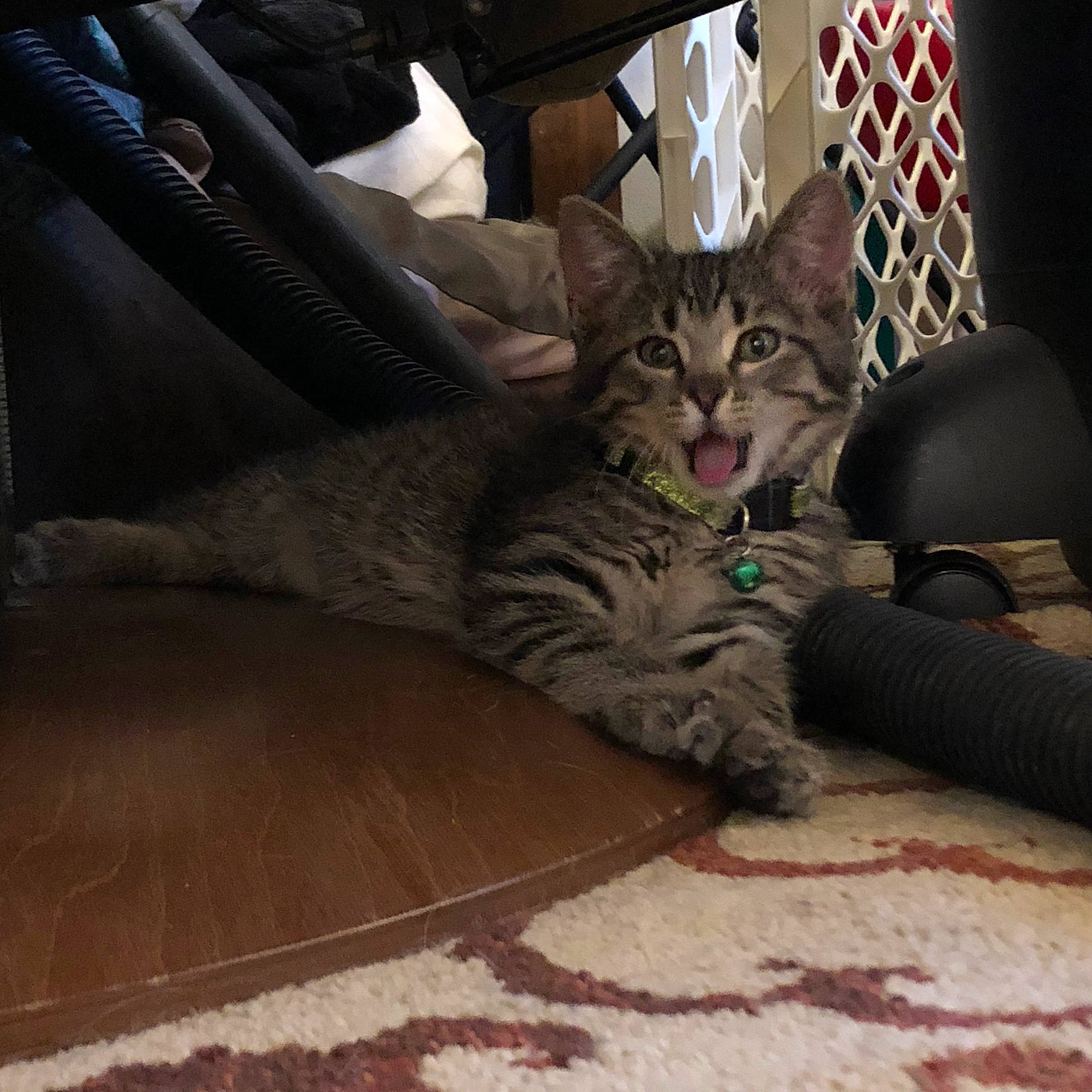 Mulan joined the competition — help win amazing prizes! american_shorthair, asian, california_spangled, carnivore, cat, comfort, domestic_short_haired_cat, dragon_li, egyptian_mau, european_shorthair, felidae, fur, kitten, leg, mammal, pixie_bob, small_to_medium_sized_cats, snout, tabby_cat, whiskers