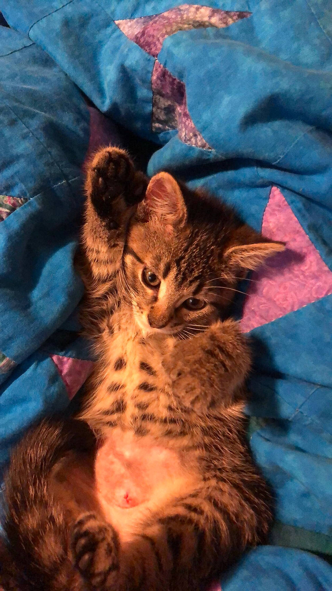 Mulan is registered to the contest to win money with this photo: bengal, california_spangled, carnivore, cat, egyptian_mau, european_shorthair, felidae, fur, kitten, mammal, ocicat, pixie_bob, savannah, small_to_medium_sized_cats, tabby_cat, toyger, vertebrate, whiskers