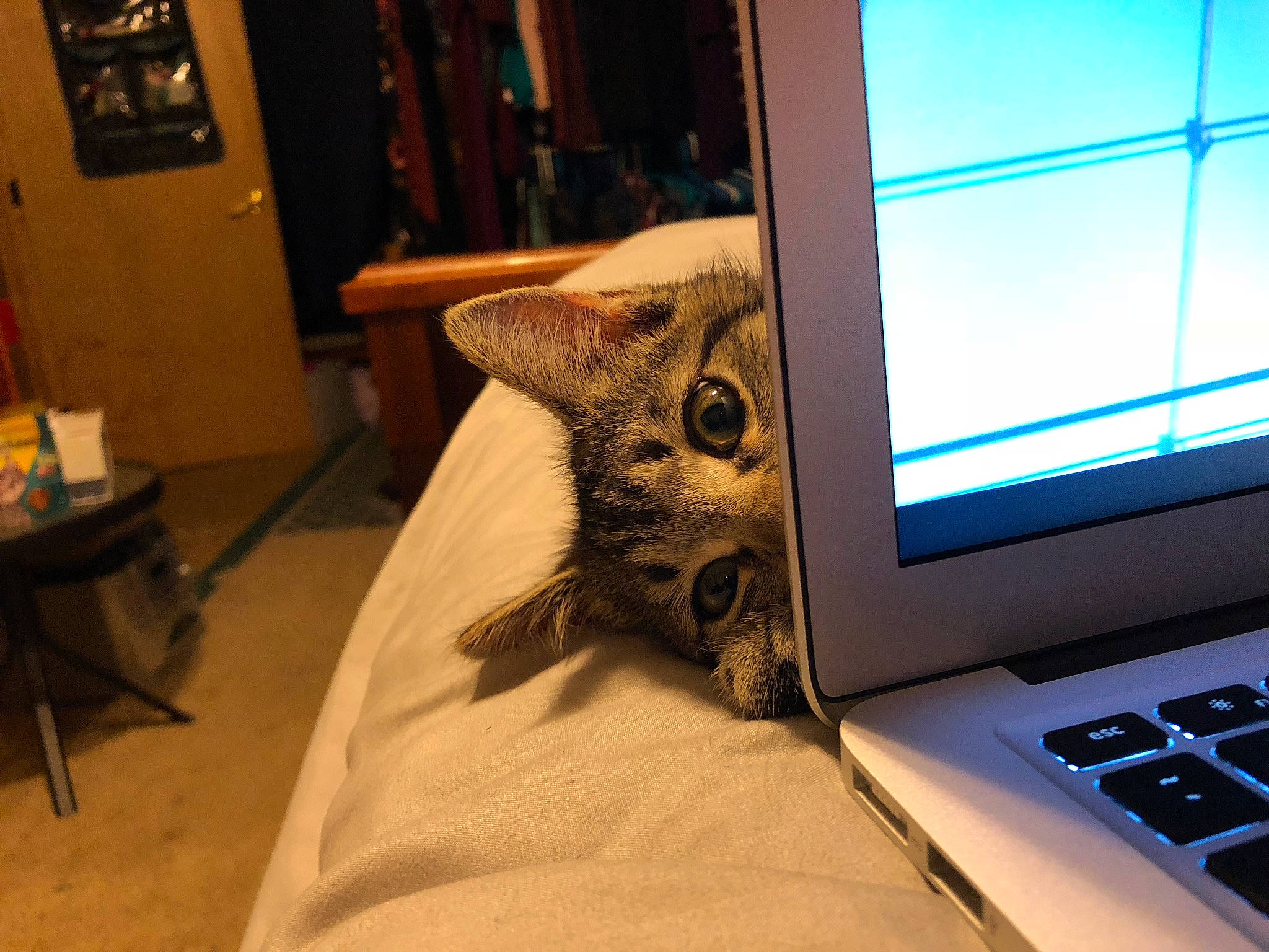 Mulan joined the competition — help win amazing prizes! american_shorthair, asian, carnivore, cat, computer_monitor, display_device, dragon_li, ear, electronic_device, european_shorthair, felidae, fur, kitten, mammal, personal_computer, small_to_medium_sized_cats, snout, tabby_cat, technology, whiskers