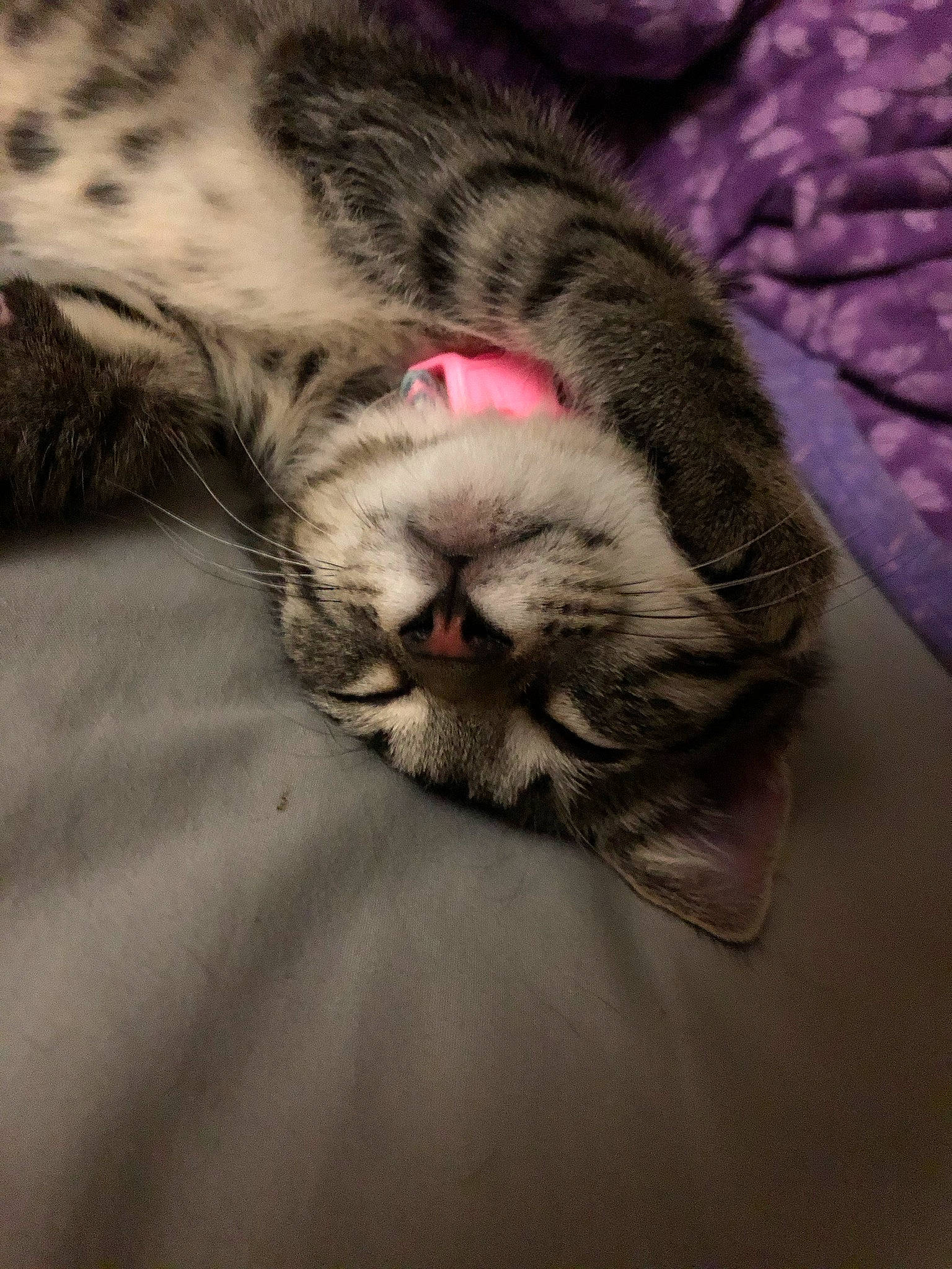 Mulan is registered to the contest to win money with this photo: american_shorthair, carnivore, cat, domestic_short_haired_cat, dragon_li, egyptian_mau, european_shorthair, eye, felidae, fur, kitten, nap, norwegian_forest_cat, paw, pixie_bob, sleep, small_to_medium_sized_cats, snout, tabby_cat, whiskers