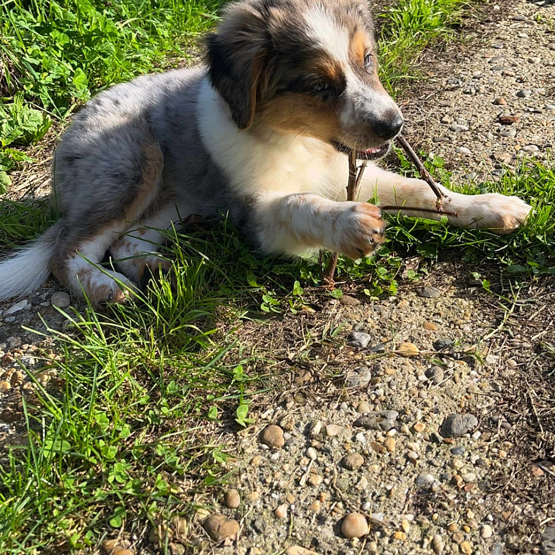 Zeus a rejoint le concours — aidez-le/la à gagner de superbes lots ! animal, canine, dog, field, grass, grassland, green, herbal, herbs, nature, outdoors, path, pet, plant, puppy, road, rock, soil, tree, vegetation