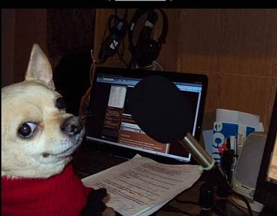 Chico joined the competition — help win amazing prizes! audio_equipment, carnivore, companion_dog, computer, computer_desk, computer_hardware, computer_keyboard, desk, dog, dog_supply, gadget, input_device, laptop, netbook, output_device, peripheral, personal_computer, snout, toy_dog, whiskers