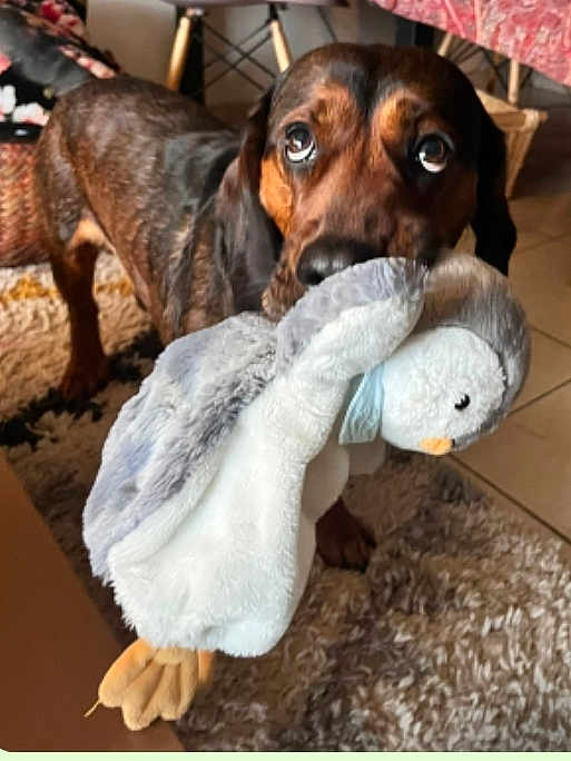 Babar