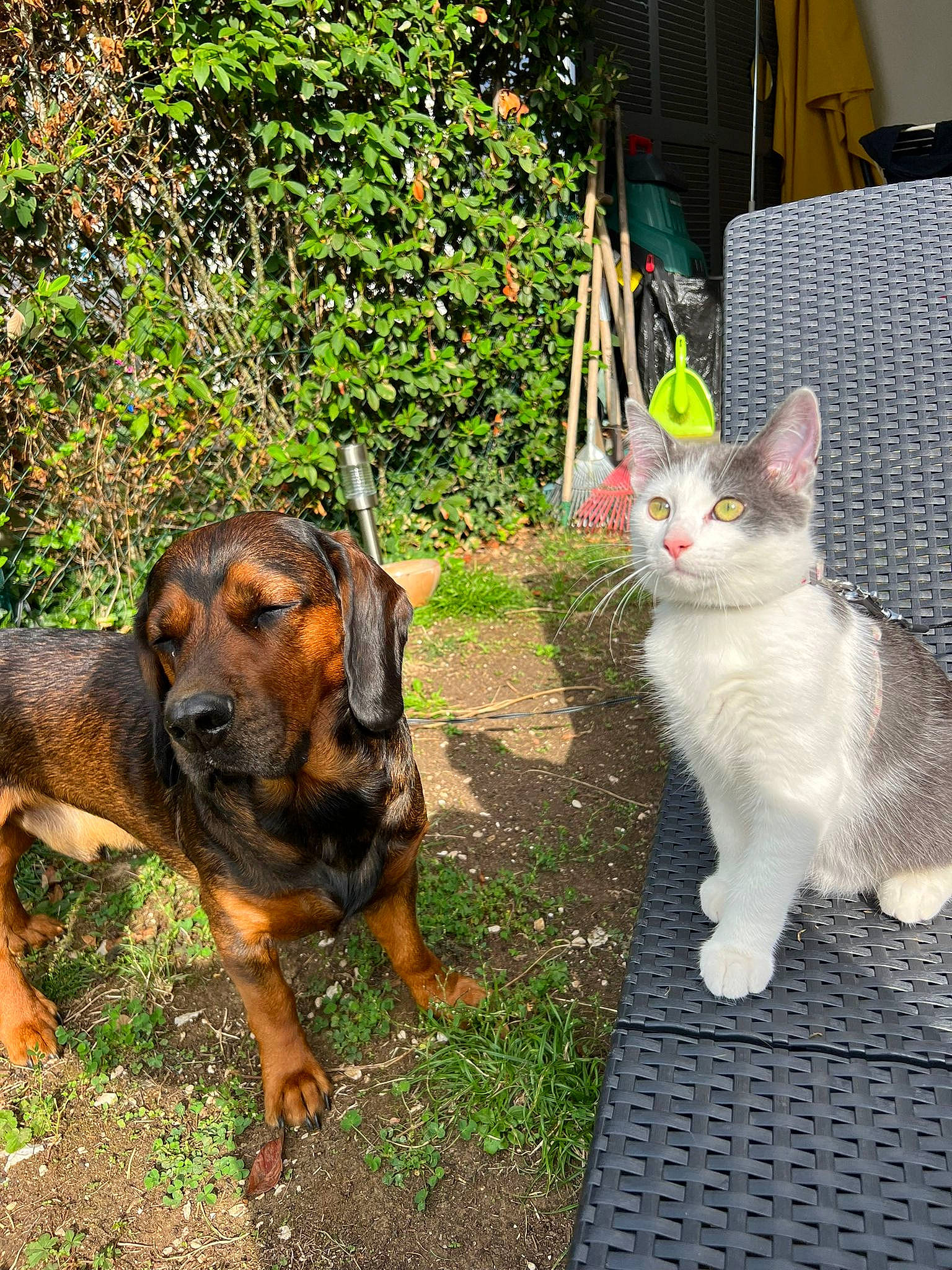 Babar participe au concours pour gagner de l'argent avec cette photo : carnivore, cat, chair, companion_dog, dog, dog_breed, domestic_short_haired_cat, fawn, felidae, fur, grass, mammal, plant, small_to_medium_sized_cats, snout, tail, vertebrate, whiskers, working_animal, working_dog