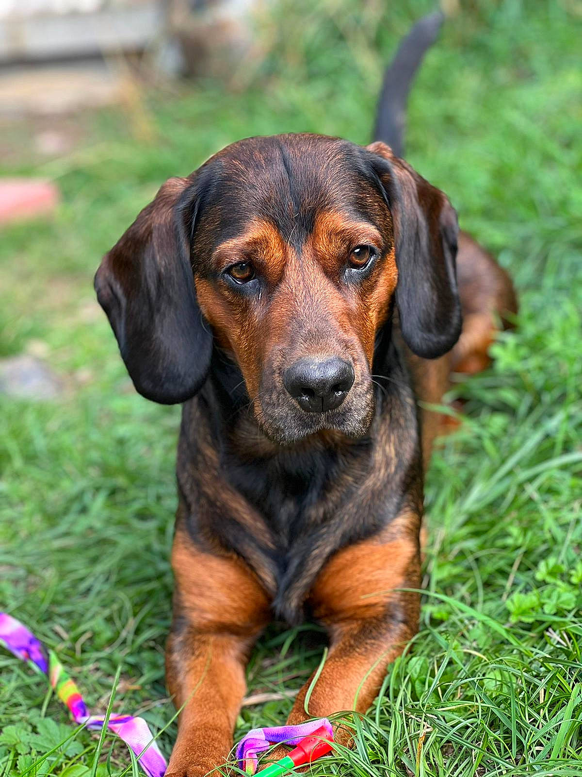 Babar participe au concours pour gagner de l'argent avec cette photo : canidae, carnivore, companion_dog, dog, dog_breed, grass, hound, hunting_dog, liver, metal, plant, scent_hound, sporting_group, terrestrial_animal, whiskers, working_animal, working_dog