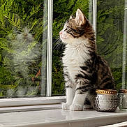 Milo is registered to the contest to win money with this photo: cat, kitten, tabby, white_fur, fluffy, long_hair, whiskers, green_eyes, sitting, windowsill, window, indoor, outdoor, greenery, garden, reflection, candle_holder, home_decor, portrait, natural_light