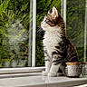 cat, kitten, tabby, white_fur, fluffy, long_hair, whiskers, green_eyes, sitting, windowsill, window, indoor, outdoor, greenery, garden, reflection, candle_holder, home_decor, portrait, natural_light