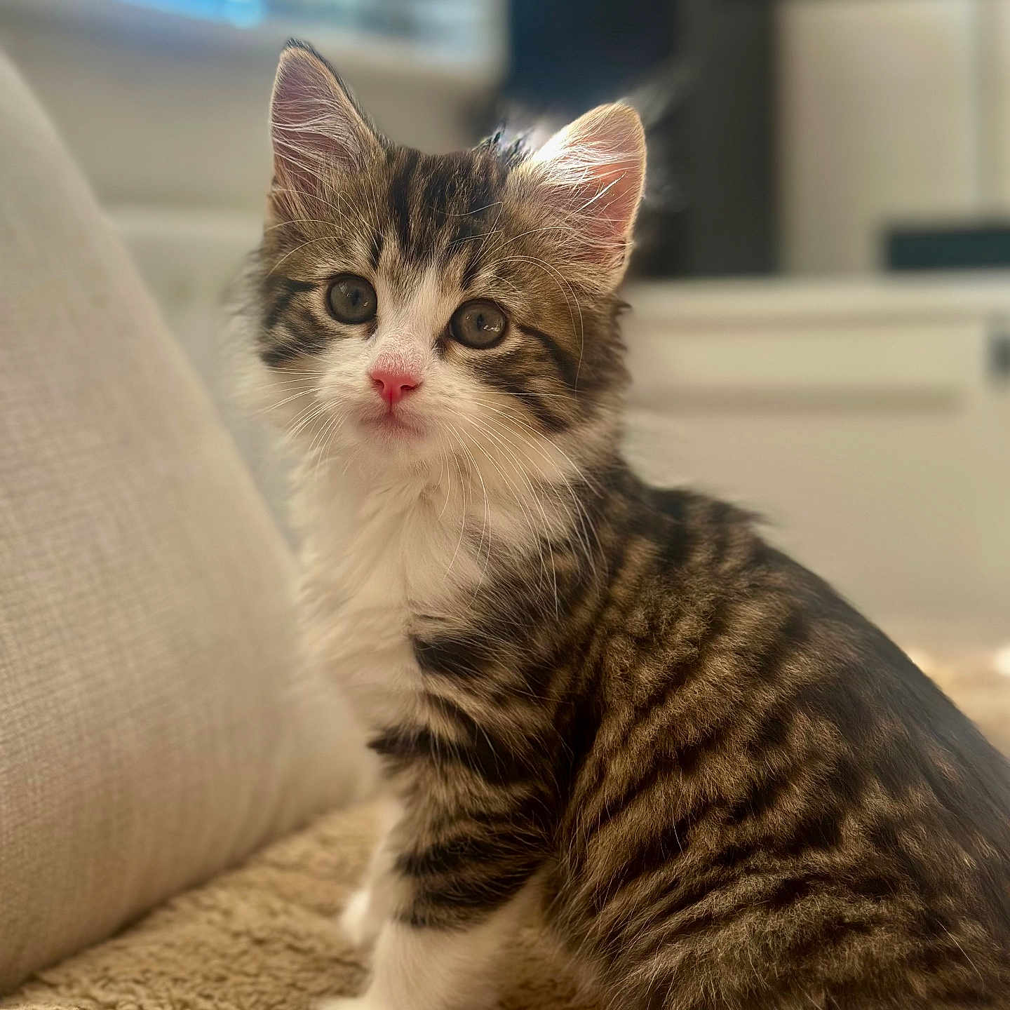 Milo is registered to the contest to win money with this photo: kitten, cat, tabby, fluffy, fur, whiskers, pink_nose, green_eyes, sitting, portrait, indoor, blanket, couch, home, soft_lighting, close_up, cute, curious, pet, animal