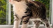Milo joined the competition — help win amazing prizes! cat, kitten, tabby, white_fur, striped_fur, fluffy, whiskers, ears, paws, standing, windowsill, window, indoors, outdoors, greenery, trees, nature, portrait, daylight, cute