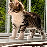 cat, kitten, tabby, white_fur, striped_fur, fluffy, whiskers, ears, paws, standing, windowsill, window, indoors, outdoors, greenery, trees, nature, portrait, daylight, cute