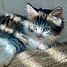 Milo is registered to the contest to win money with this photo: cat, kitten, tabby, white_fur, fluffy, whiskers, blue_eyes, pink_nose, paws, animal, pet, close_up, portrait, lying_down, blanket, indoors, sunlight, cozy, relaxed, adorable