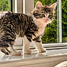 Milo is registered to the contest to win money with this photo: cat, kitten, tabby, fluffy, fur, whiskers, green_eyes, pink_nose, standing, windowsill, window, sunlight, indoors, outdoors, greenery, portrait, pet, cute, animal, nature