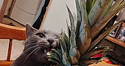 Church joined the competition — help win amazing prizes! background, bite, cat, chair, closeup, curious, domestic, feline, food, fruit, gray_cat, household, indoor, kitchen, pet, pineapple, plant, spiky, table, wooden_table