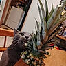 background, bite, cat, chair, closeup, curious, domestic, feline, food, fruit, gray_cat, household, indoor, kitchen, pet, pineapple, plant, spiky, table, wooden_table