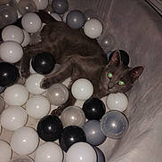 Church is registered to the contest to win money with this photo: animal, ball_pit, cat, cozy, curious, cute, dim_lighting, domestic_animal, feline, glowing_eyes, gray_cat, home, indoor, leisure, pet, plastic_balls, play_area, relaxing, resting, soft_furniture