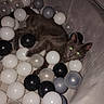 animal, ball_pit, cat, cozy, curious, cute, dim_lighting, domestic_animal, feline, glowing_eyes, gray_cat, home, indoor, leisure, pet, plastic_balls, play_area, relaxing, resting, soft_furniture