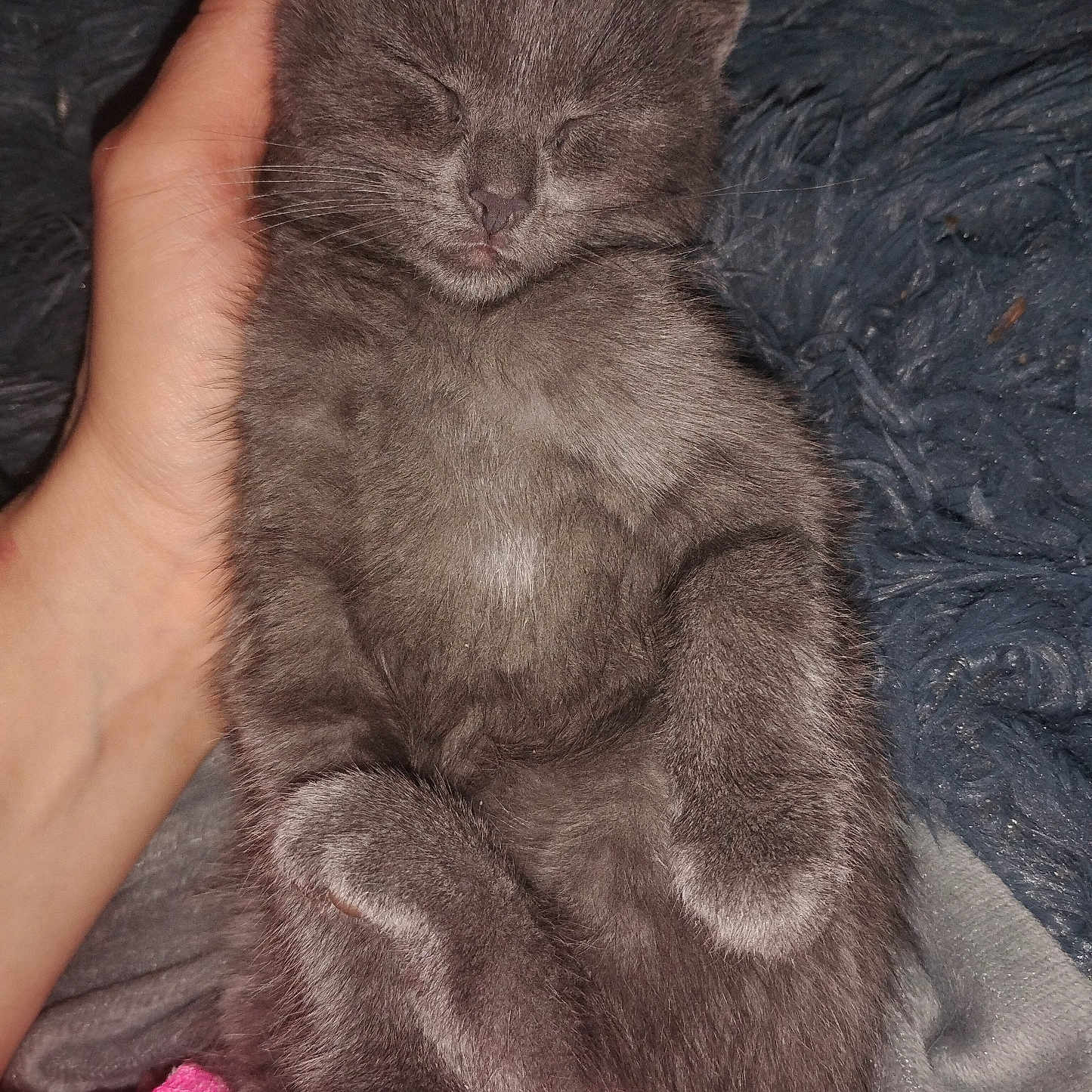 Church is registered to the contest to win money with this photo: adorable, animal, blanket, closeup, cozy, cute, domestic_cat, feline, furry, gray_cat, hand, indoor, kitten, paw, pet, relaxed, resting, sleeping, soft, whiskers
