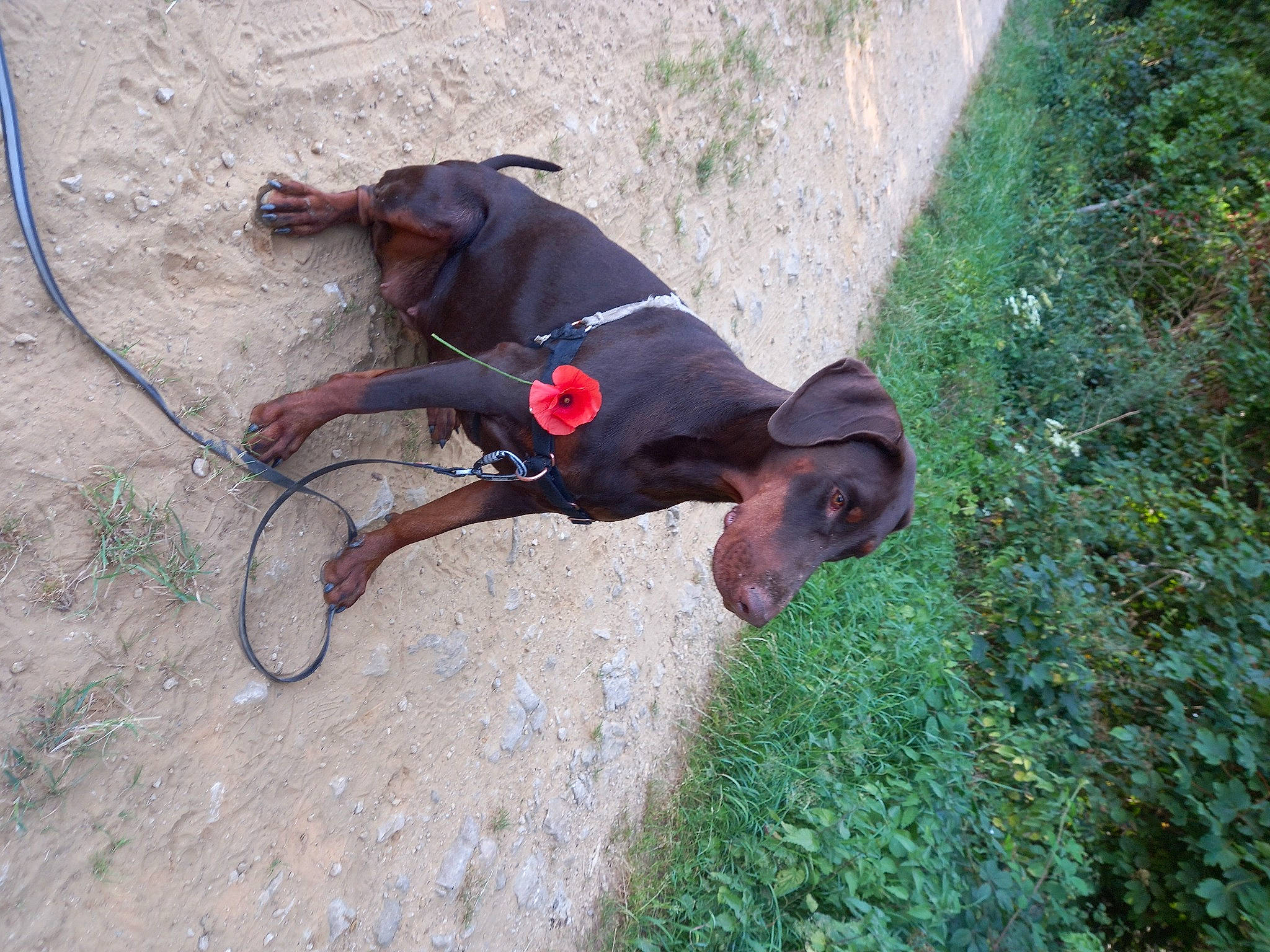 Savana participe au concours pour gagner de l'argent avec cette photo : adventure, canidae, carnivore, collar, companion_dog, dog, dog_breed, dog_supply, fawn, grass, groundcover, hat, leash, pet_supply, plant, recreation, snout, sporting_group, tail, working_animal