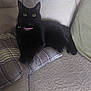 Pepper is registered to the contest to win money with this photo: black_cat, cat, pet, animal, indoor, couch, cushion, furniture, green_eyes, collar, relaxed, seated, close_up, feline, cozy, resting, domestic_animal, cute, alert, living_room