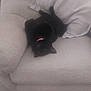 Pepper joined the competition — help win amazing prizes! cat, black_cat, collar, pet, animal, indoor, couch, furniture, upside_down, relaxed, cozy, home, soft, pillows, resting, cute, domestic, mammal, sleepy, pink_collar