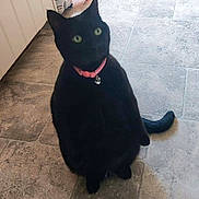 Pepper is registered to the contest to win money with this photo: black_cat, cat, pet, animal, indoor, floor, tile_floor, collar, pink_collar, green_eyes, sitting, curious, feline, mammal, domestic_animal, cute, whiskers, tail, ears, blurred
