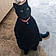 Pepper