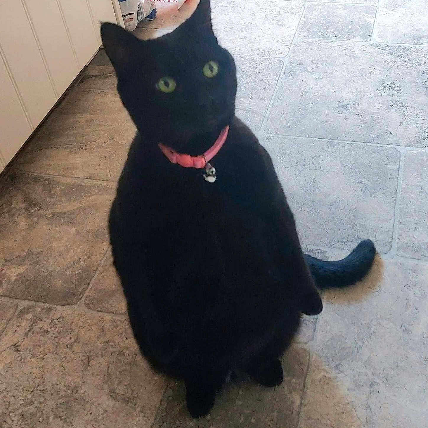 Pepper is registered to the contest to win money with this photo: animal, black_cat, blurred, cat, collar, curious, cute, domestic_animal, ears, feline, floor, green_eyes, indoor, mammal, pet, pink_collar, sitting, tail, tile_floor, whiskers