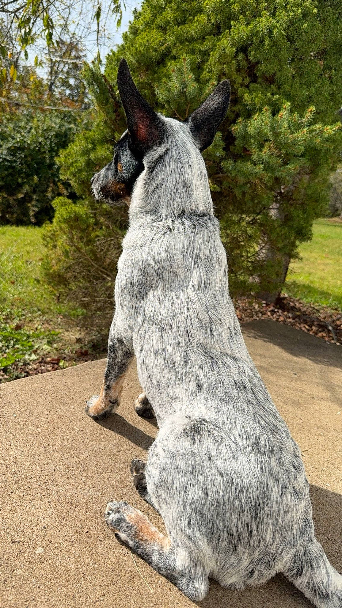 Ruger Roo joined the competition — help win amazing prizes! canidae, carnivore, collar, dog, dog_breed, fawn, fur, grass, groundcover, plant, snout, sporting_group, standard_schnauzer, tail, terrestrial_animal, tree, trunk, whiskers, wildlife, working_animal