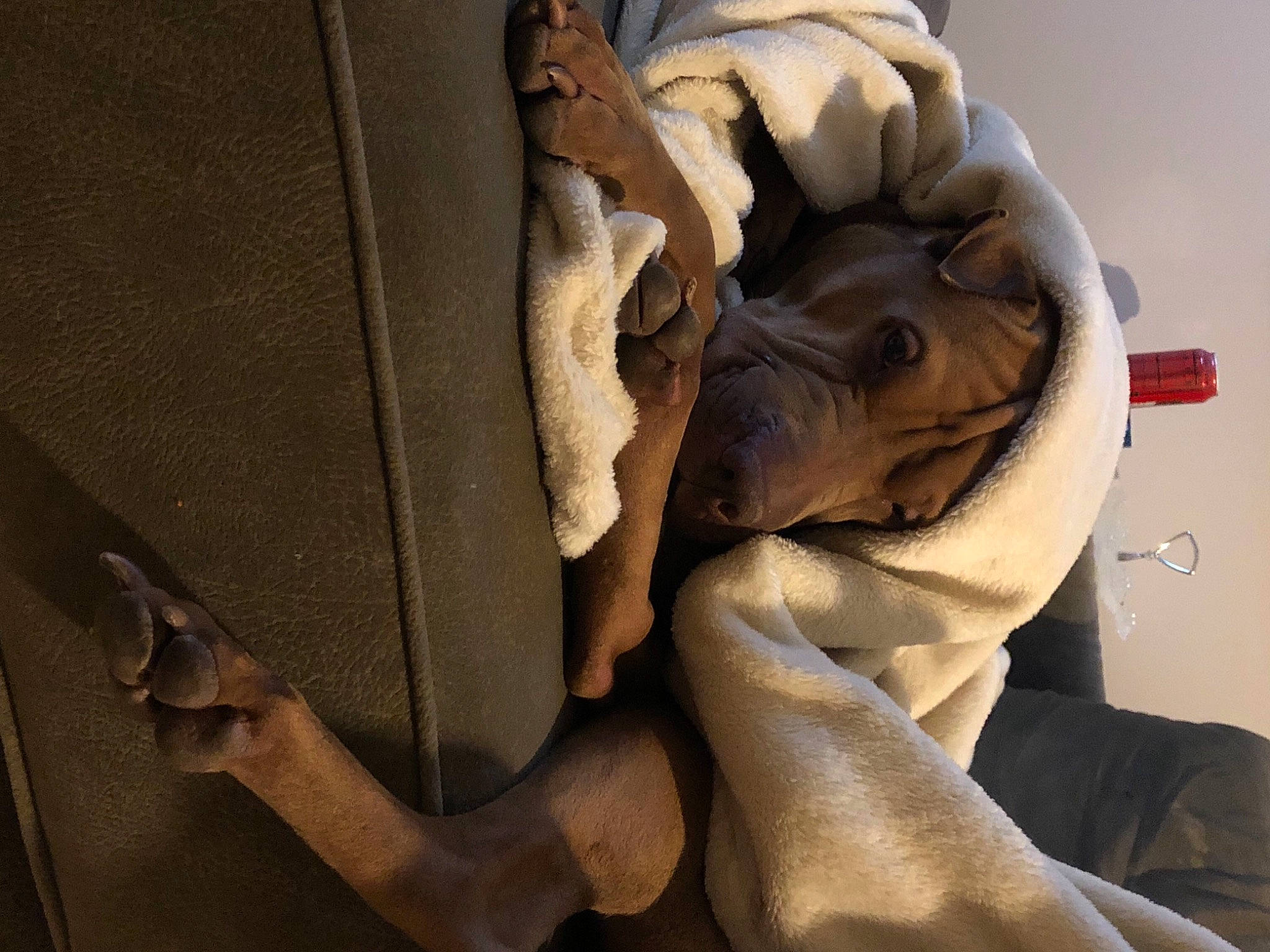 Brittni joined the competition — help win amazing prizes! art, artifact, blanket, carmine, carving, chest, classical_sculpture, comfort, eye, felidae, fur, human_leg, linens, monument, room, sculpture, statue, visual_arts, wood, wrinkle