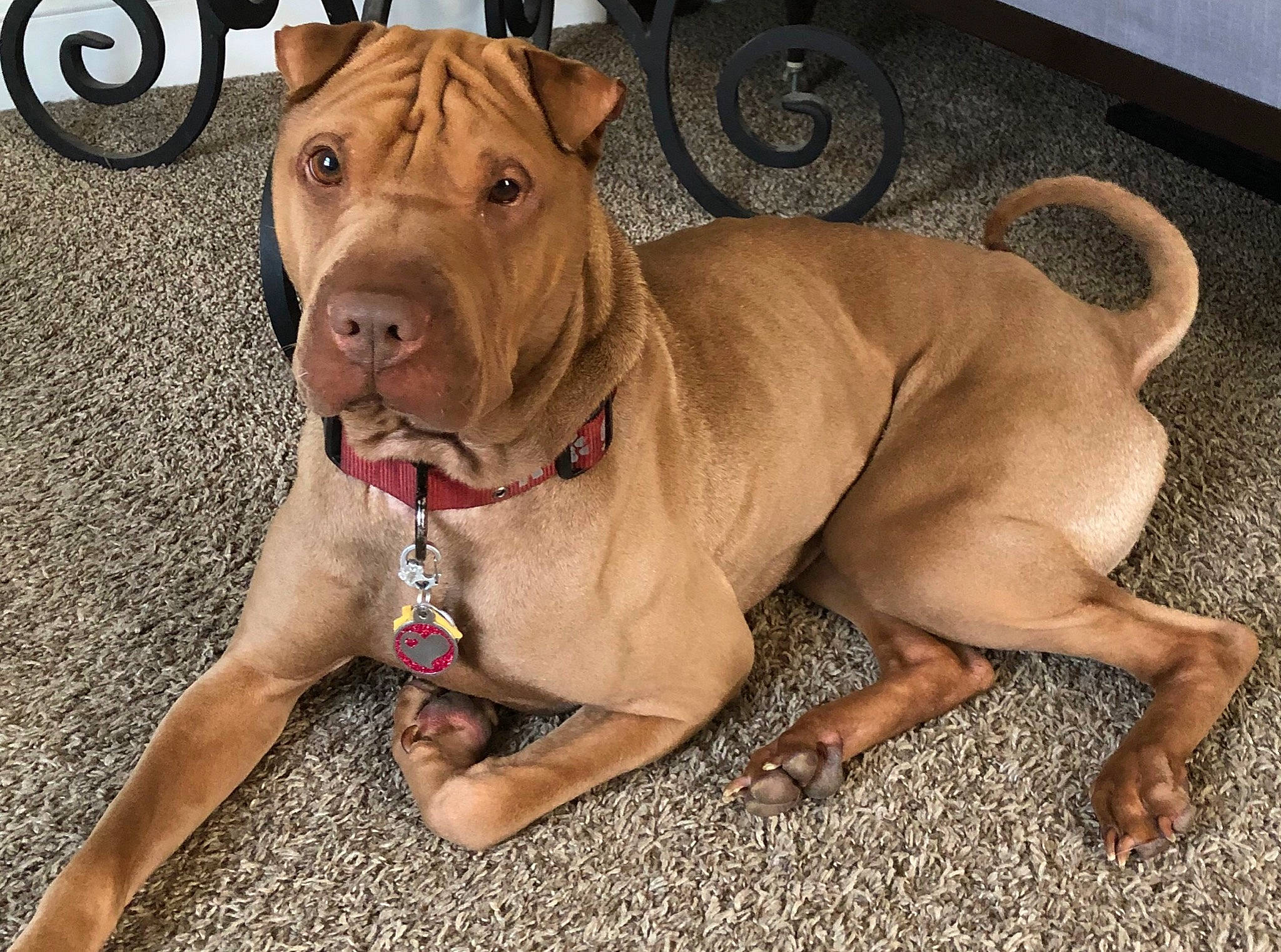 Brittni is registered to the contest to win money with this photo: ancient_dog_breeds, canidae, carnivore, collar, companion_dog, dog, dog_breed, dog_collar, dog_supply, fawn, liver, molosser, paw, pet_supply, snout, sporting_group, tail, working_animal, working_dog, wrinkle