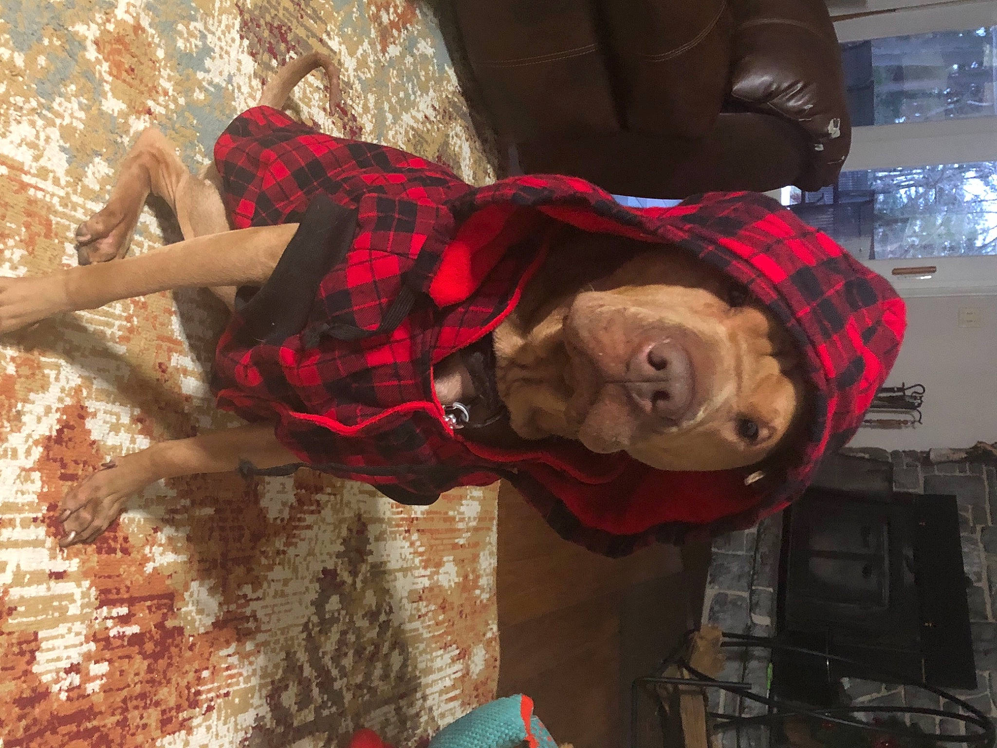 Brittni joined the competition — help win amazing prizes! carmine, costume, event, fashion_accessory, fictional_character, flesh, fun, fur, hat, pattern, personal_protective_equipment, plaid, street_fashion, tartan, wood, working_animal