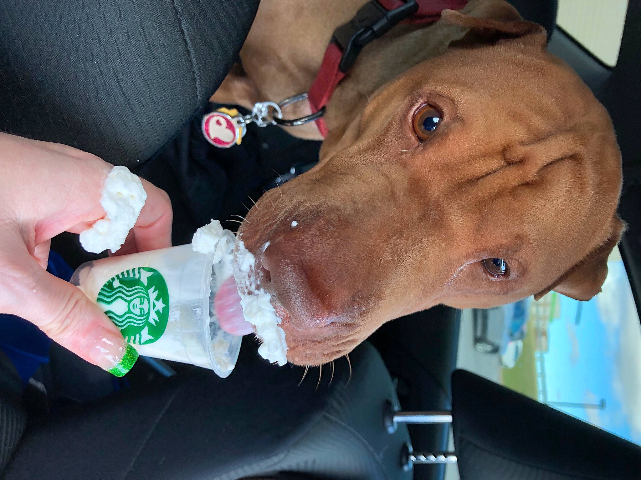 Brittni joined the competition — help win amazing prizes! carnivore, collar, dog, dog_breed, ear, fashion_accessory, fawn, finger, flesh, gesture, jaw, liver, nail, personal_protective_equipment, snout, sporting_group, vehicle, working_animal, wrinkle, wrist