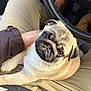 pug, puppy, dog, pet, lap, person, hand, steering_wheel, car_interior, clothing, brown_jacket, beige_pants, fur, cute, animal, companion, looking_up, sitting, closeup, indoor