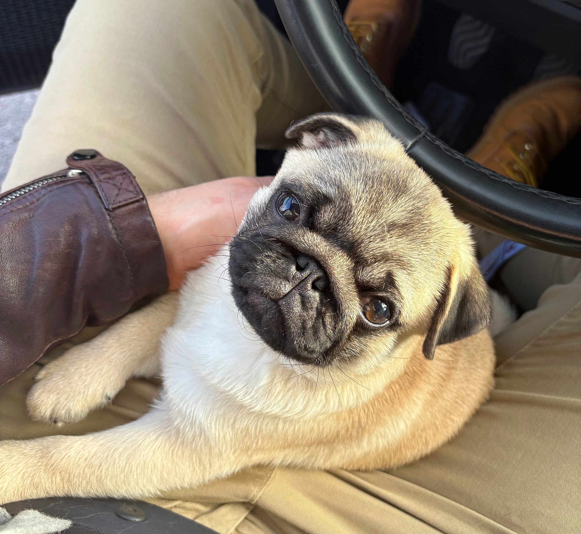 Albert participe au concours pour gagner de l'argent avec cette photo : pug, puppy, dog, pet, lap, person, hand, steering_wheel, car_interior, clothing, brown_jacket, beige_pants, fur, cute, animal, companion, looking_up, sitting, closeup, indoor