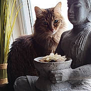 Lilou participe au concours pour gagner de l'argent avec cette photo : cat, tabby_cat, statue, buddha, window, natural_light, decor, stone, figurine, sitting, fur, plant, serene, indoor, peaceful, contemplative, bowl, ornaments, closeup, texture