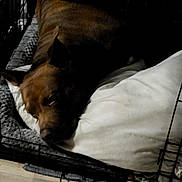 Scrappy is registered to the contest to win money with this photo: dog, sleeping, resting, kennel, crate, pillow, blanket, bed, brown_fur, black_fur, pet, indoors, cozy, tired, lying_down, animal, home, cage, dim_lighting, portrait