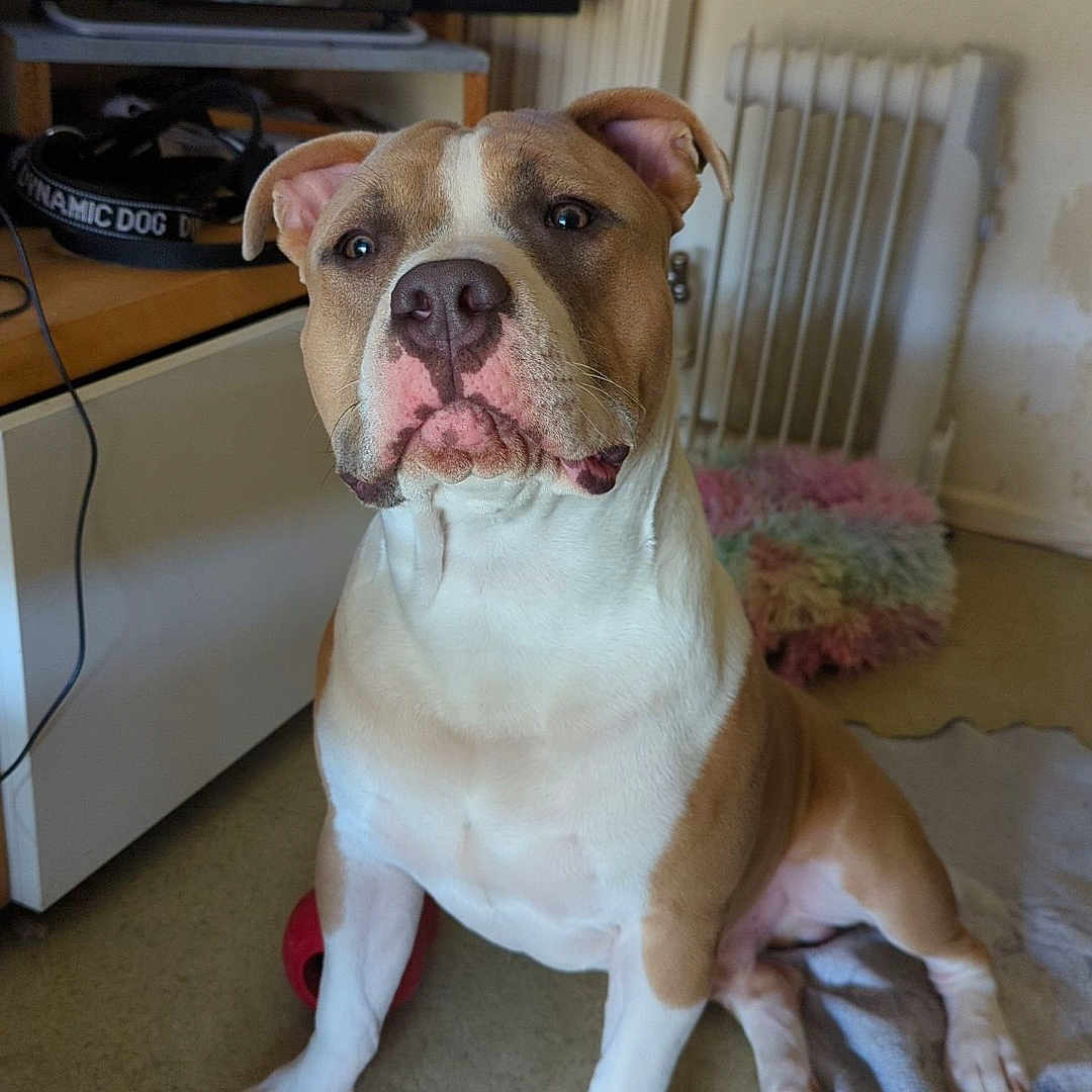Kobo participe au concours pour gagner de l'argent avec cette photo : animal, brown_and_white, canine, curious, cushion, dog, domestic, ears, floor, furniture, home, indoor, living_room, paw, pet, radiator, short_hair, sitting, snout, television