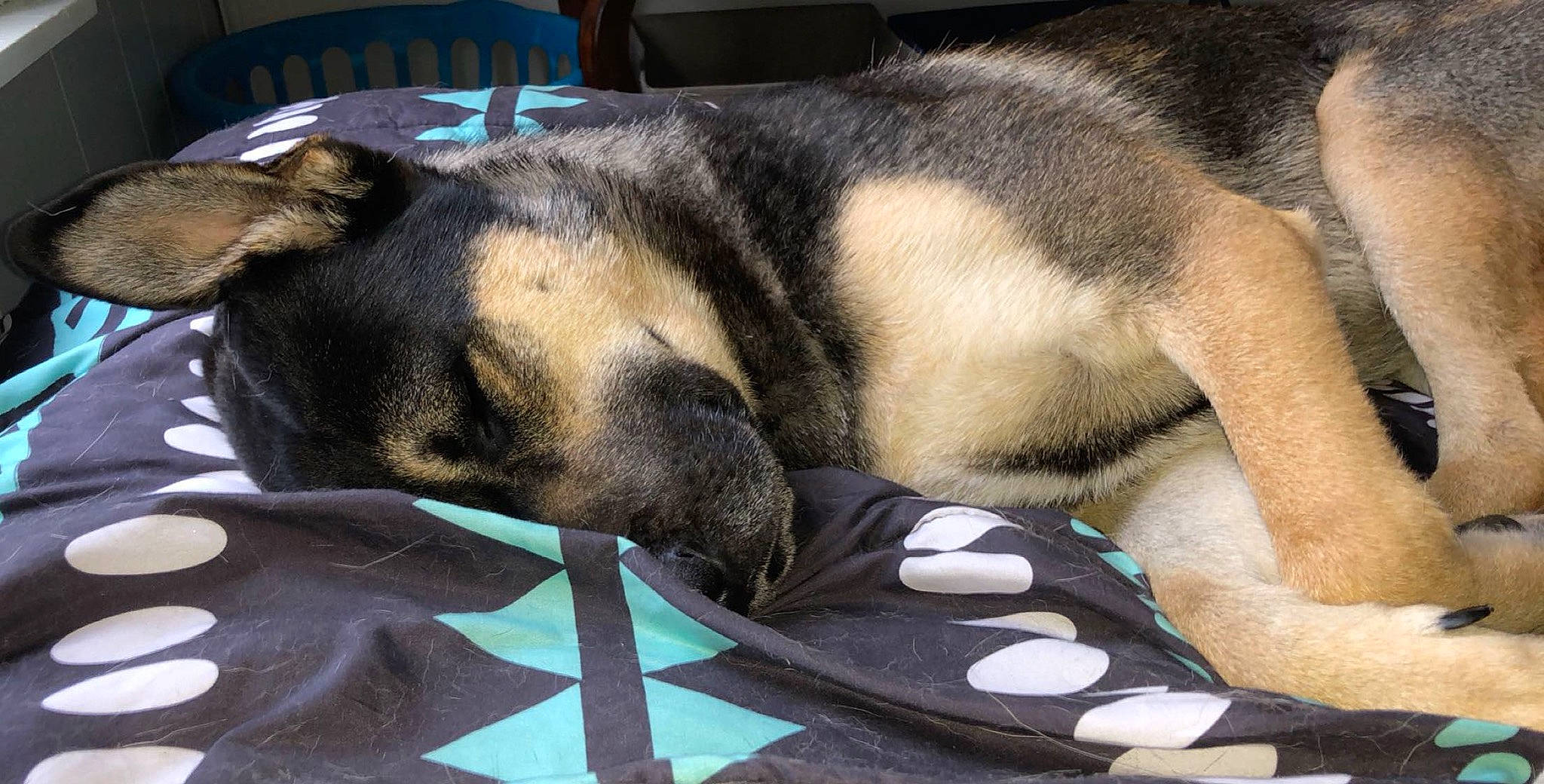 Dudley is registered to the contest to win money with this photo: canidae, carnivore, cat, dog, dog_breed, fawn, felidae, mammal, nap, snout, tail, whiskers