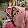 animal, blanket, comfort, cozy, cute, dog, expression, face, fur, indoors, nostalgic, pet, pink, portrait, relaxed, small_dog, snug, soft_texture, warm, wrapped