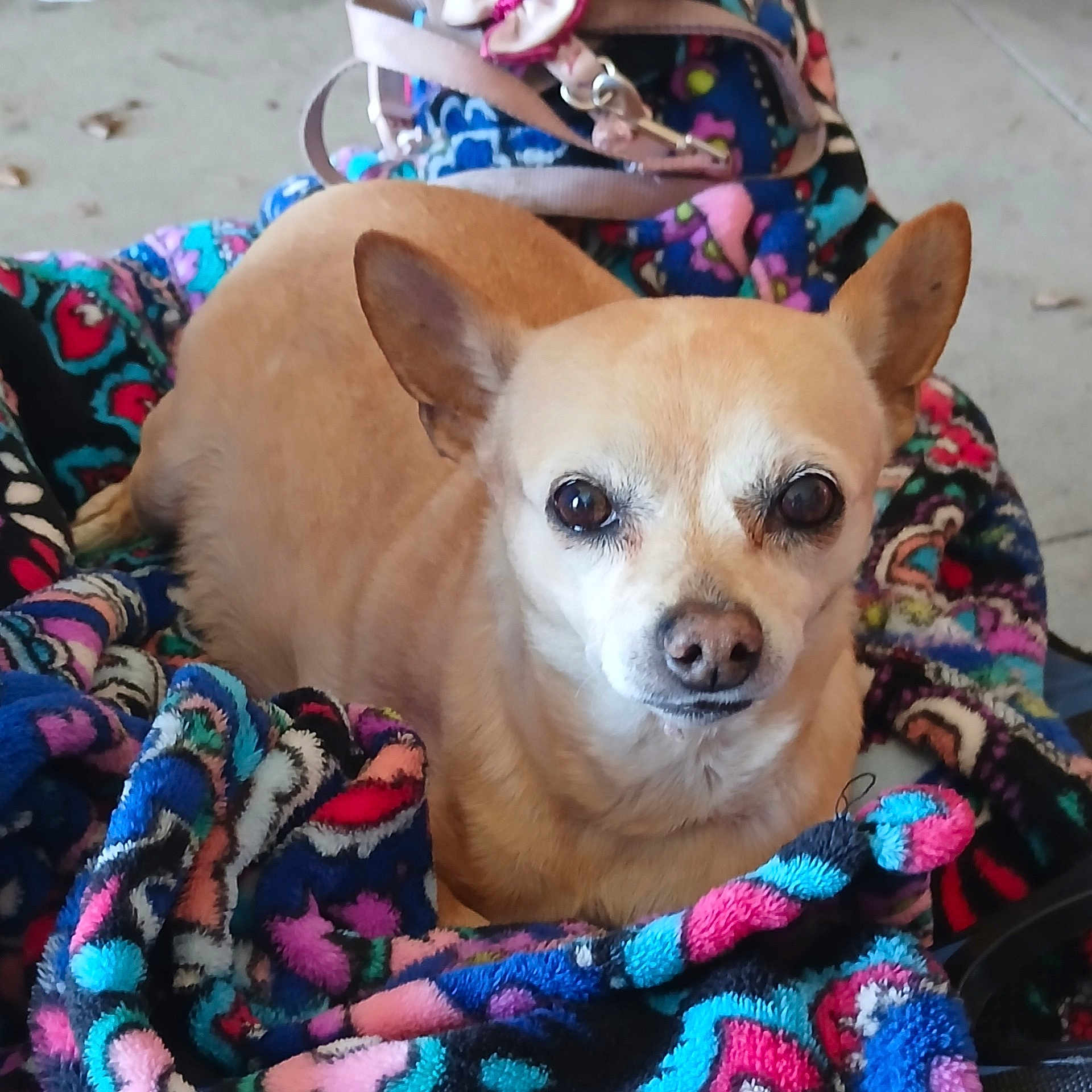 Lilly is registered to the contest to win money with this photo: animal, blanket, close_up, colorful_blanket, comfort, cozy, cute, dog, domestic, ears, eyes, face, fur, indoor, nose, patterned_blanket, pet, resting, small_dog, tan_dog