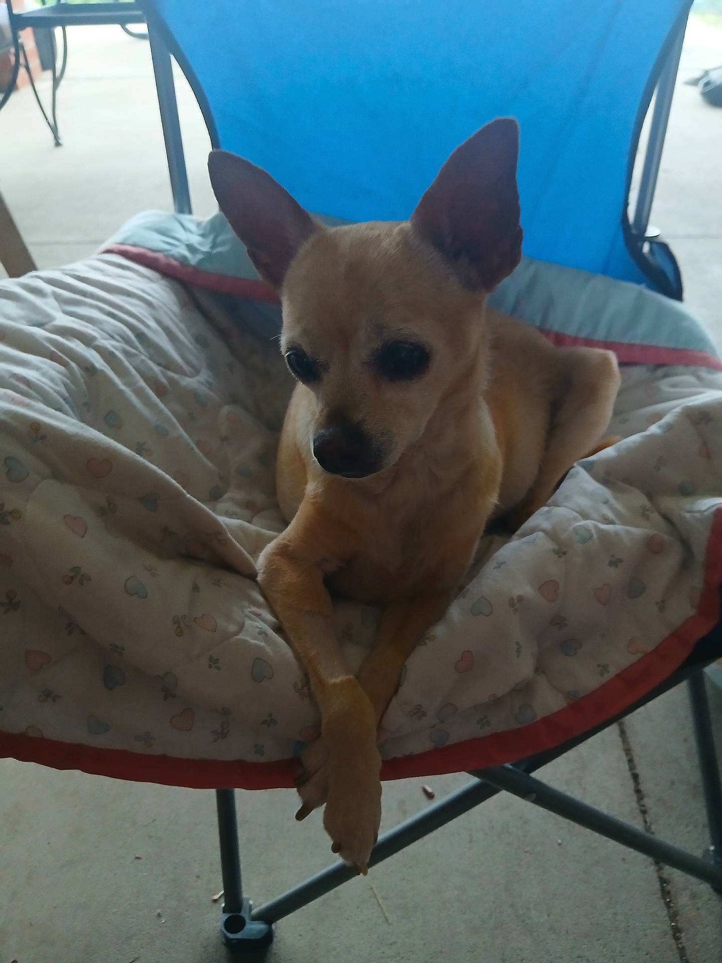 Lilly joined the competition — help win amazing prizes! animal, canine, chair, comfort, crossed_paws, cushion, cute, dog, domestic, ears, fur, furniture, home, indoors, looking_down, pet, relaxed, resting, small_dog, tan_dog