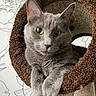 cat, gray_cat, yellow_eyes, cat_tree, cat_perch, feline, pet, indoor, cozy, relaxed, animal, fur, whiskers, paws, portrait, close_up, curious, resting, home, wallpaper