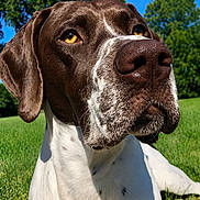 Jack joined the competition — help win amazing prizes! dog, close_up, outdoor, grass, blue_sky, trees, pet, animal, portrait, canine, yellow_eyes, white_and_brown, nose, fur, sunlight, nature, relaxed, summer, daytime, background
