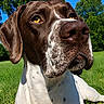 dog, close_up, outdoor, grass, blue_sky, trees, pet, animal, portrait, canine, yellow_eyes, white_and_brown, nose, fur, sunlight, nature, relaxed, summer, daytime, background