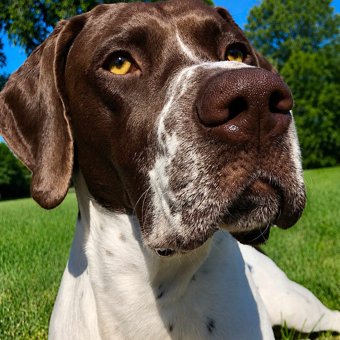Jack joined the competition — help win amazing prizes! dog, close_up, outdoor, grass, blue_sky, trees, pet, animal, portrait, canine, yellow_eyes, white_and_brown, nose, fur, sunlight, nature, relaxed, summer, daytime, background