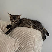 Akira participe au concours pour gagner de l'argent avec cette photo : kitten, cat, sleeping, feline, tabby, animal, pet, couch, furniture, indoor, cozy, relaxing, paw, whiskers, fur, cute, resting, domestic, young, adorable