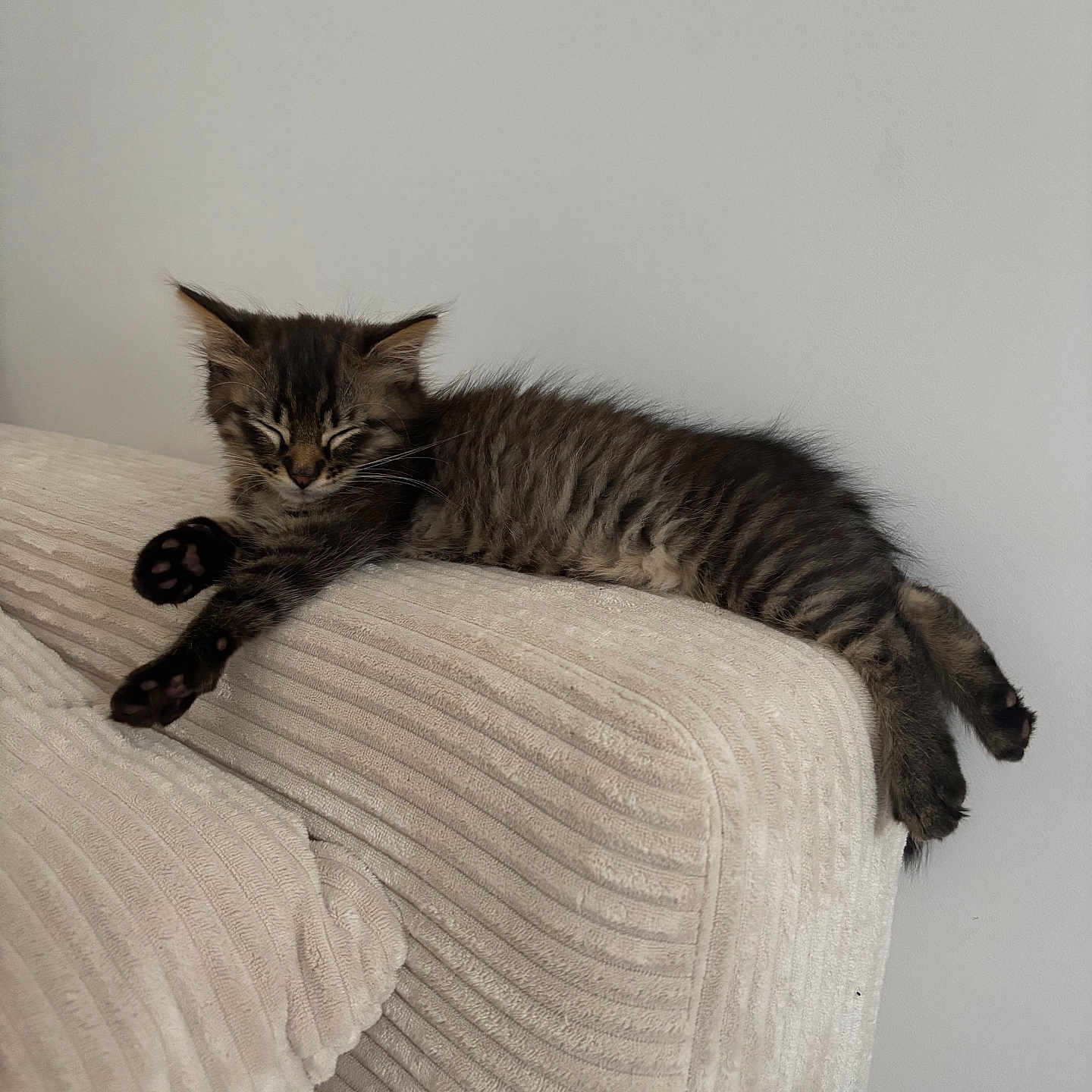 Akira participe au concours pour gagner de l'argent avec cette photo : adorable, animal, cat, couch, cozy, cute, domestic, feline, fur, furniture, indoor, kitten, paw, pet, relaxing, resting, sleeping, tabby, whiskers, young