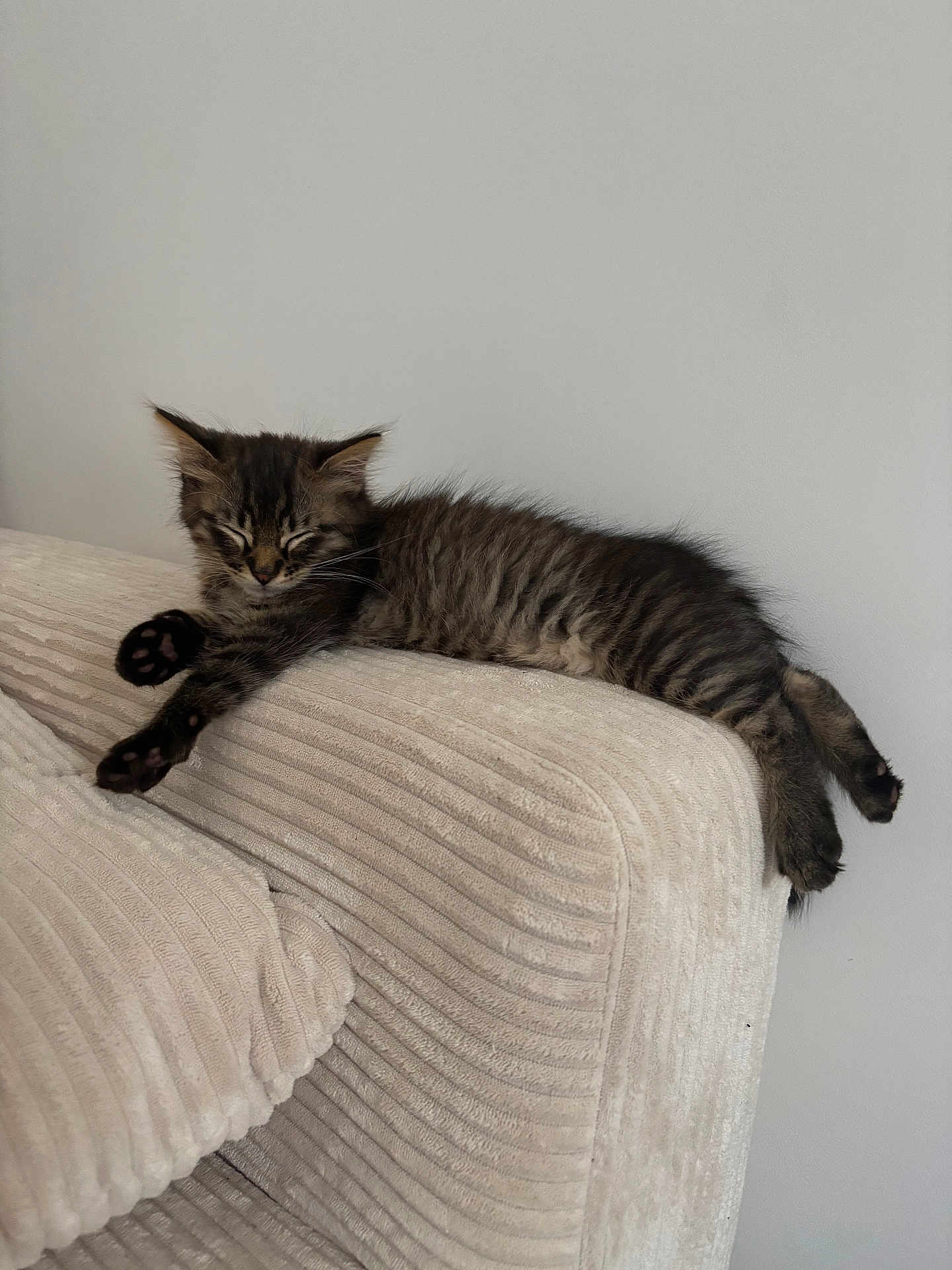 Akira participe au concours pour gagner de l'argent avec cette photo : kitten, cat, sleeping, feline, tabby, animal, pet, couch, furniture, indoor, cozy, relaxing, paw, whiskers, fur, cute, resting, domestic, young, adorable