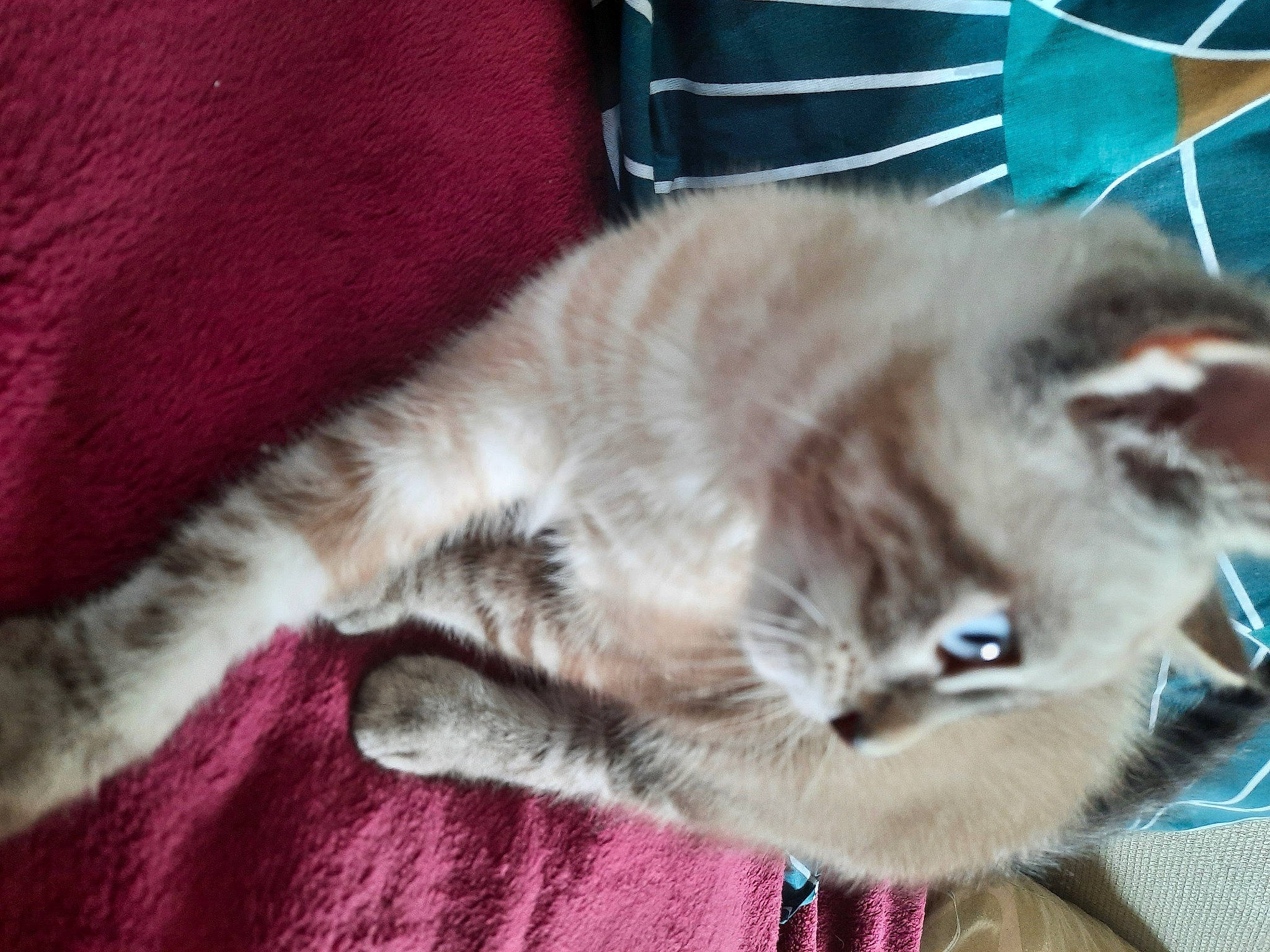 Sanji a rejoint le concours — aidez-le/la à gagner de superbes lots ! balinese, carnivore, cat, claw, comfort, domestic_short_haired_cat, fawn, felidae, fur, nap, paw, small_to_medium_sized_cats, snout, tail, thai, whiskers