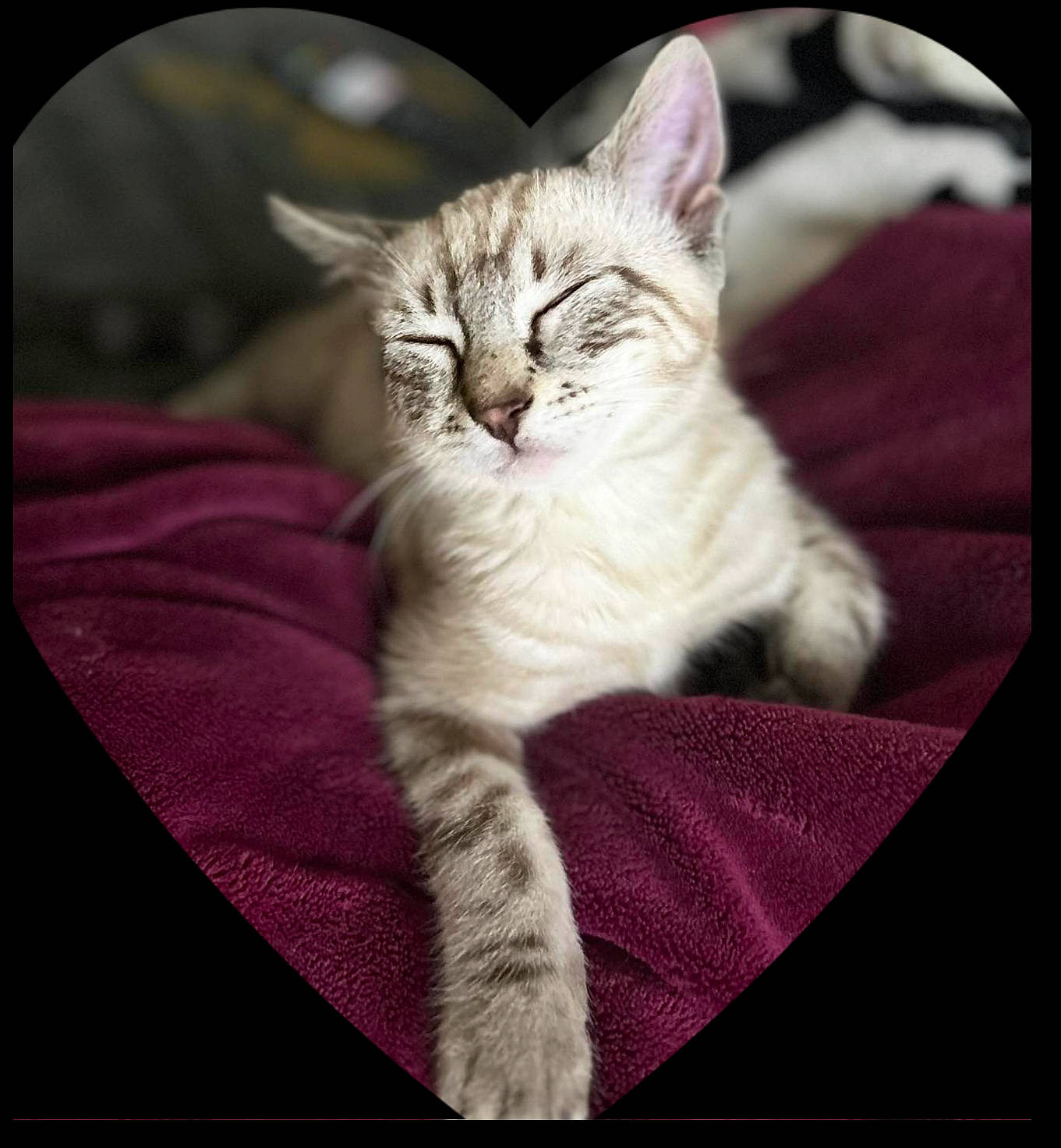 Sanji participe au concours pour gagner de l'argent avec cette photo : carnivore, cat, claw, comfort, domestic_short_haired_cat, felidae, fur, paw, pet_supply, photo_caption, rectangle, sitting, small_to_medium_sized_cats, snout, tail, terrestrial_animal, whiskers, wildlife